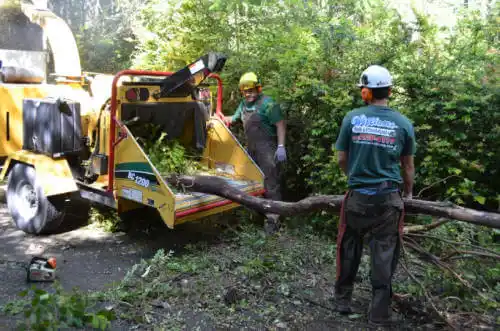 tree services Flemington